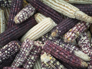 GMOs in Mexico: A Crime Against Peasant And Indigenous Maize;  A Crime Against Humanity